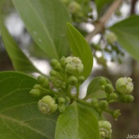 Canthium coromandelicum (Burm.f.) Alston